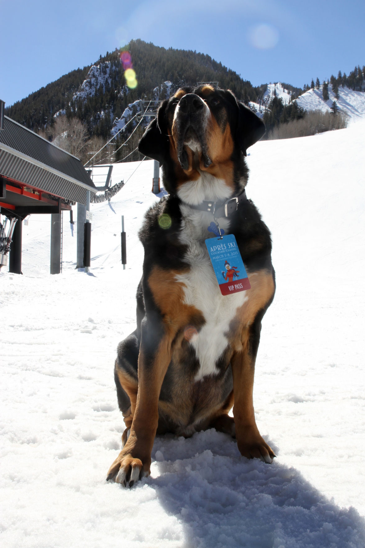 Snow dog